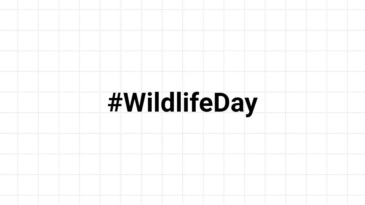 wildlife day