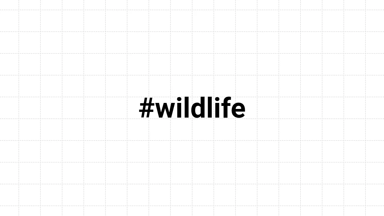 wildlife